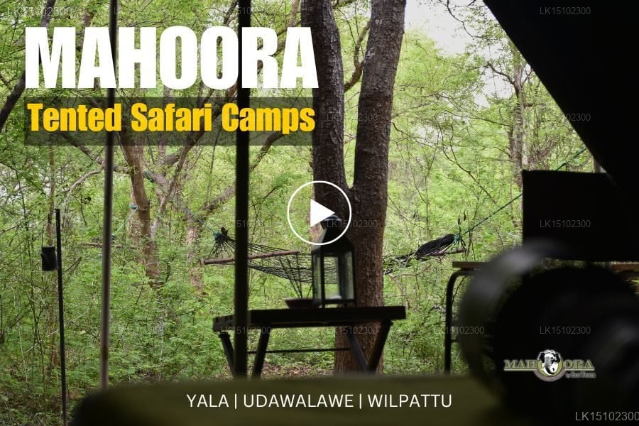 Mahoora - Wasgamuwa