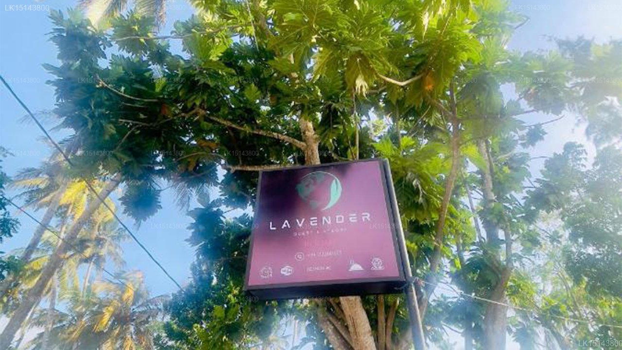 Lavender Lyrics Guest