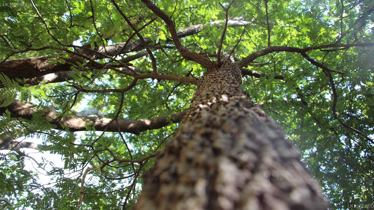 Popham's Arboretum