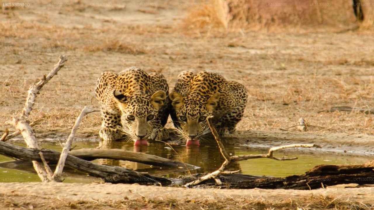 Eco Team Safari Camps Yala