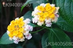 Lantana camara var. alba