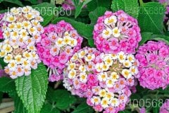 Lantana camara var. alba
