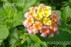 Lantana camara var. alba