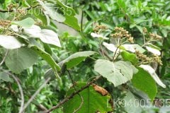 Melochia umbellata