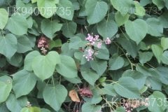 Melochia umbellata