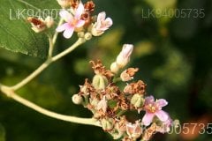 Melochia umbellata