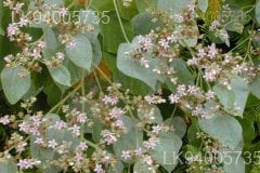 Melochia umbellata
