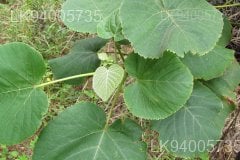 Melochia umbellata