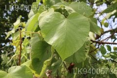 Melochia umbellata