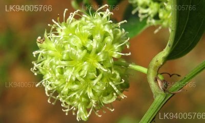 Smilax zeylanica