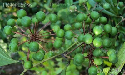 Smilax zeylanica