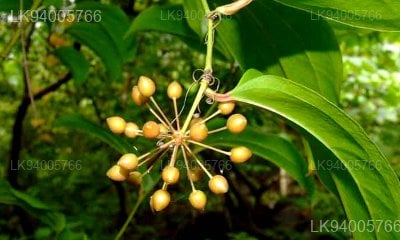 Smilax zeylanica
