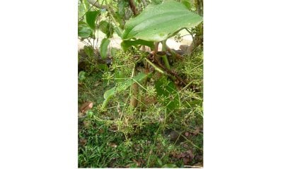 Smilax zeylanica