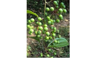 Smilax zeylanica