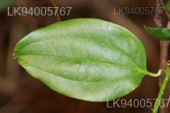 Smilax perfoliata
