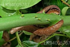 Smilax perfoliata