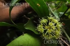 Smilax perfoliata