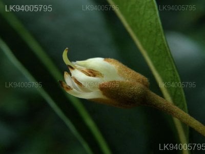 Madhuca neriifolia