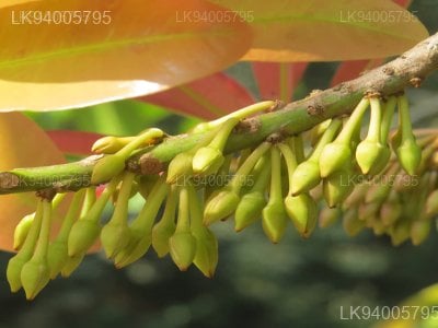 Madhuca neriifolia