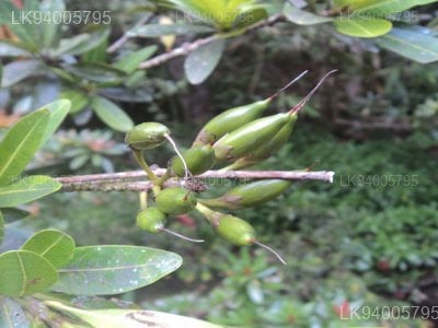 Madhuca neriifolia