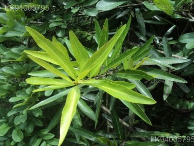 Madhuca neriifolia