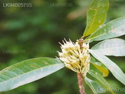 Madhuca neriifolia