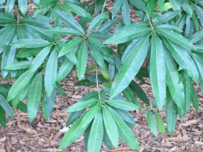 Madhuca neriifolia