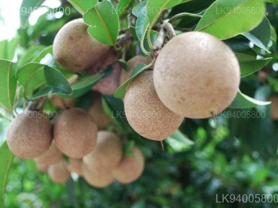 Isonandra compta 