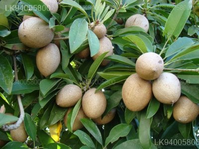 Isonandra compta 