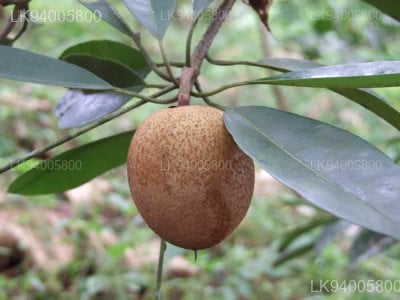 Isonandra compta 