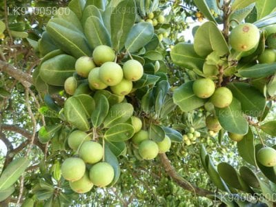Isonandra compta 
