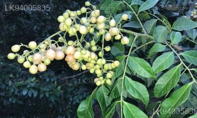 Clausena indica