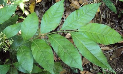 Clausena indica