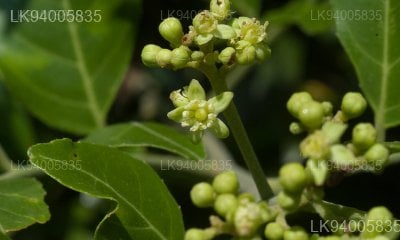 Clausena indica
