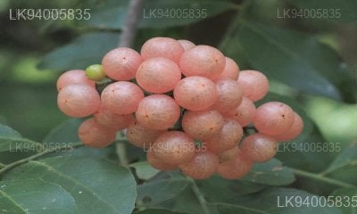 Clausena indica