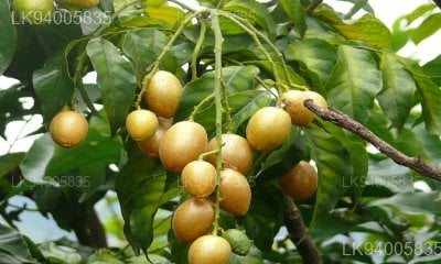 Clausena indica