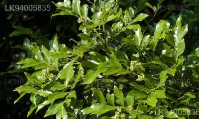 Clausena indica