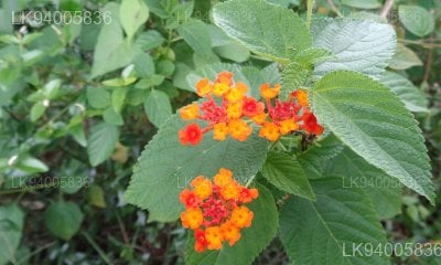 Clausena dentata
