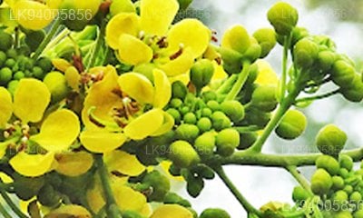 Spermacoce hispida