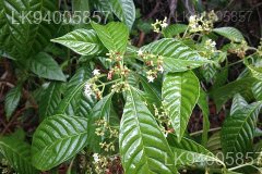 Scyphostachys coffaeoides