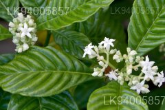Scyphostachys coffaeoides