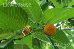 Anthocephalus chinensis