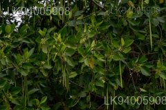 Rhizophora mucronata