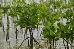 Rhizophora mucronata