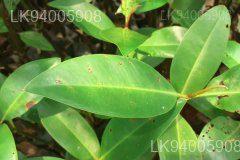 Rhizophora mucronata