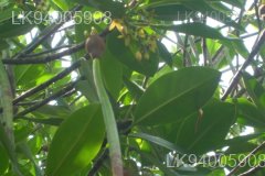 Rhizophora mucronata