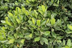 Rhizophora mucronata