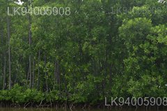 Rhizophora mucronata