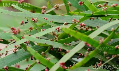 Homalocladium platiycladum