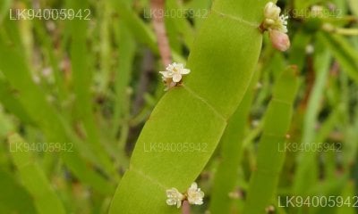 Homalocladium platiycladum